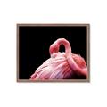 Picture of Pink in Contrast  _GroupedProduct_Rectangle_Landscape_Photography _GroupedProduct_Rectangle_Landscape_Framed_Matted_