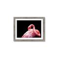 Picture of Pink in Contrast  _GroupedProduct_Rectangle_Landscape_Photography _GroupedProduct_Rectangle_Landscape_Framed_Matted_