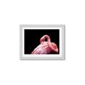 Picture of Pink in Contrast  _GroupedProduct_Rectangle_Landscape_Photography _GroupedProduct_Rectangle_Landscape_Framed_Matted_