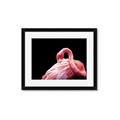 Picture of Pink in Contrast  _GroupedProduct_Rectangle_Landscape_Photography _GroupedProduct_Rectangle_Landscape_Framed_Matted_