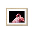 Picture of Pink in Contrast  _GroupedProduct_Rectangle_Landscape_Photography _GroupedProduct_Rectangle_Landscape_Framed_Matted_