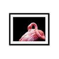Picture of Pink in Contrast  _GroupedProduct_Rectangle_Landscape_Photography _GroupedProduct_Rectangle_Landscape_Framed_Matted_