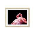 Picture of Pink in Contrast  _GroupedProduct_Rectangle_Landscape_Photography _GroupedProduct_Rectangle_Landscape_Framed_Matted_