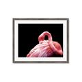 Picture of Pink in Contrast  _GroupedProduct_Rectangle_Landscape_Photography _GroupedProduct_Rectangle_Landscape_Framed_Matted_