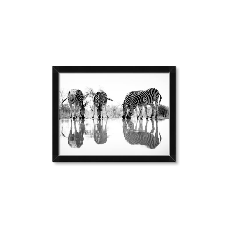 Picture of Sipping Zebras  _GroupedProduct_Rectangle_Landscape_Photography _GroupedProduct_Rectangle_Landscape_Framed_Matted_