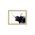 Picture of Spotted Bull  _GroupedProduct_Rectangle_Landscape_Photography _GroupedProduct_Rectangle_Landscape_Framed_Matted_