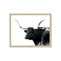 Picture of Spotted Bull  _GroupedProduct_Rectangle_Landscape_Photography _GroupedProduct_Rectangle_Landscape_Framed_Matted_