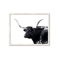 Picture of Spotted Bull  _GroupedProduct_Rectangle_Landscape_Photography _GroupedProduct_Rectangle_Landscape_Framed_Matted_