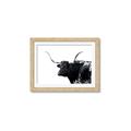 Picture of Spotted Bull  _GroupedProduct_Rectangle_Landscape_Photography _GroupedProduct_Rectangle_Landscape_Framed_Matted_