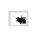 Picture of Spotted Bull  _GroupedProduct_Rectangle_Landscape_Photography _GroupedProduct_Rectangle_Landscape_Framed_Matted_