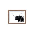 Picture of Spotted Bull  _GroupedProduct_Rectangle_Landscape_Photography _GroupedProduct_Rectangle_Landscape_Framed_Matted_