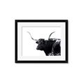Picture of Spotted Bull  _GroupedProduct_Rectangle_Landscape_Photography _GroupedProduct_Rectangle_Landscape_Framed_Matted_