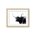 Picture of Spotted Bull  _GroupedProduct_Rectangle_Landscape_Photography _GroupedProduct_Rectangle_Landscape_Framed_Matted_