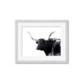 Picture of Spotted Bull  _GroupedProduct_Rectangle_Landscape_Photography _GroupedProduct_Rectangle_Landscape_Framed_Matted_
