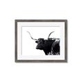 Picture of Spotted Bull  _GroupedProduct_Rectangle_Landscape_Photography _GroupedProduct_Rectangle_Landscape_Framed_Matted_