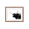 Picture of Spotted Bull  _GroupedProduct_Rectangle_Landscape_Photography _GroupedProduct_Rectangle_Landscape_Framed_Matted_