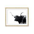 Picture of Spotted Bull  _GroupedProduct_Rectangle_Landscape_Photography _GroupedProduct_Rectangle_Landscape_Framed_Matted_