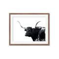 Picture of Spotted Bull  _GroupedProduct_Rectangle_Landscape_Photography _GroupedProduct_Rectangle_Landscape_Framed_Matted_