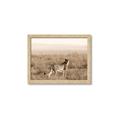 Picture of Spotted in the Savanna  _GroupedProduct_Rectangle_Landscape_Photography _GroupedProduct_Rectangle_Landscape_Framed_Matted_