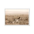 Picture of Spotted in the Savanna  _GroupedProduct_Rectangle_Landscape_Photography _GroupedProduct_Rectangle_Landscape_Framed_Matted_