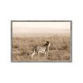 Picture of Spotted in the Savanna  _GroupedProduct_Rectangle_Landscape_Photography _GroupedProduct_Rectangle_Landscape_Framed_Matted_