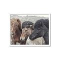 Picture of Untamed Beauties   _GroupedProduct_Rectangle_Landscape_Photography _GroupedProduct_Rectangle_Landscape_Framed_Matted_