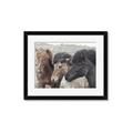 Picture of Untamed Beauties   _GroupedProduct_Rectangle_Landscape_Photography _GroupedProduct_Rectangle_Landscape_Framed_Matted_