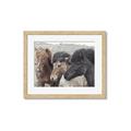 Picture of Untamed Beauties   _GroupedProduct_Rectangle_Landscape_Photography _GroupedProduct_Rectangle_Landscape_Framed_Matted_