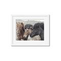 Picture of Untamed Beauties   _GroupedProduct_Rectangle_Landscape_Photography _GroupedProduct_Rectangle_Landscape_Framed_Matted_