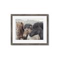 Picture of Untamed Beauties   _GroupedProduct_Rectangle_Landscape_Photography _GroupedProduct_Rectangle_Landscape_Framed_Matted_