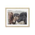 Picture of Untamed Beauties   _GroupedProduct_Rectangle_Landscape_Photography _GroupedProduct_Rectangle_Landscape_Framed_Matted_