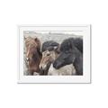Picture of Untamed Beauties   _GroupedProduct_Rectangle_Landscape_Photography _GroupedProduct_Rectangle_Landscape_Framed_Matted_