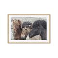 Picture of Untamed Beauties   _GroupedProduct_Rectangle_Landscape_Photography _GroupedProduct_Rectangle_Landscape_Framed_Matted_