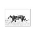 Picture of Tiger Path _GroupedProduct_Rectangle_Landscape_Photography _GroupedProduct_Rectangle_Landscape_Framed_Matted_