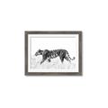 Picture of Tiger Path _GroupedProduct_Rectangle_Landscape_Photography _GroupedProduct_Rectangle_Landscape_Framed_Matted_