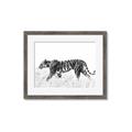 Picture of Tiger Path _GroupedProduct_Rectangle_Landscape_Photography _GroupedProduct_Rectangle_Landscape_Framed_Matted_