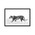 Picture of Tiger Path _GroupedProduct_Rectangle_Landscape_Photography _GroupedProduct_Rectangle_Landscape_Framed_Matted_