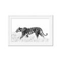 Picture of Tiger Path _GroupedProduct_Rectangle_Landscape_Photography _GroupedProduct_Rectangle_Landscape_Framed_Matted_