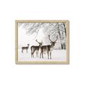 Picture of Winter Deers _GroupedProduct_Rectangle_Landscape_Photography _GroupedProduct_Rectangle_Landscape_Framed_Matted_