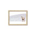 Picture of Winter Stag _GroupedProduct_Rectangle_Landscape_Framed_Matted_