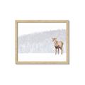 Picture of Winter Stag _GroupedProduct_Rectangle_Landscape_Framed_Matted_