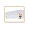 Picture of Winter Stag _GroupedProduct_Rectangle_Landscape_Framed_Matted_