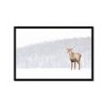 Picture of Winter Stag _GroupedProduct_Rectangle_Landscape_Framed_Matted_