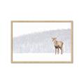 Picture of Winter Stag _GroupedProduct_Rectangle_Landscape_Framed_Matted_