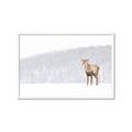 Picture of Winter Stag _GroupedProduct_Rectangle_Landscape_Framed_Matted_