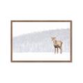 Picture of Winter Stag _GroupedProduct_Rectangle_Landscape_Framed_Matted_