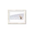 Picture of Winter Stag _GroupedProduct_Rectangle_Landscape_Framed_Matted_