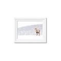 Picture of Winter Stag _GroupedProduct_Rectangle_Landscape_Framed_Matted_