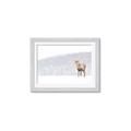 Picture of Winter Stag _GroupedProduct_Rectangle_Landscape_Framed_Matted_