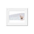 Picture of Winter Stag _GroupedProduct_Rectangle_Landscape_Framed_Matted_
